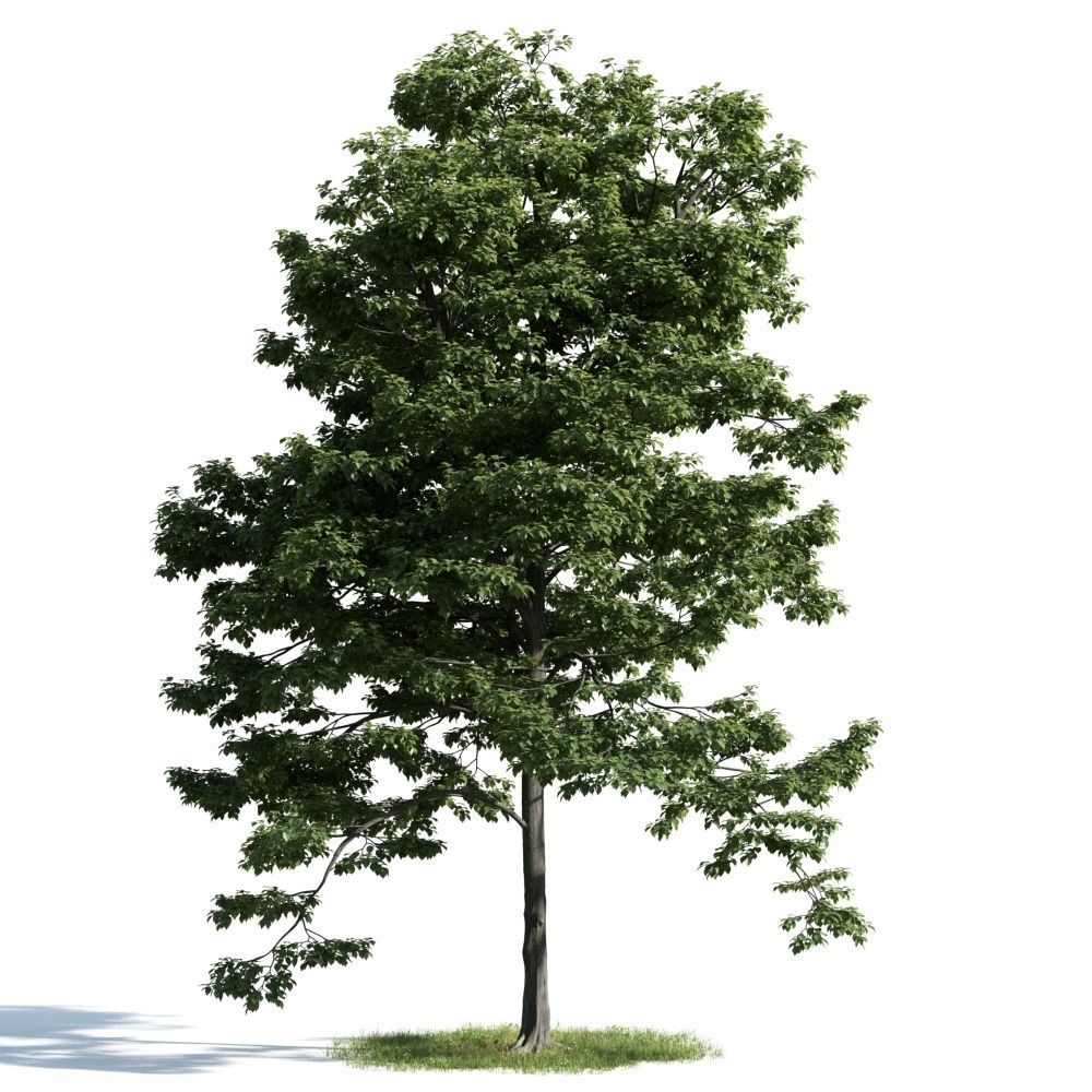 Archmodels vol 163 - high quality trees models 3D model_54