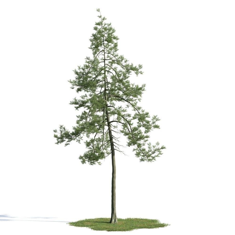 Archmodels vol 163 - high quality trees models 3D model_37