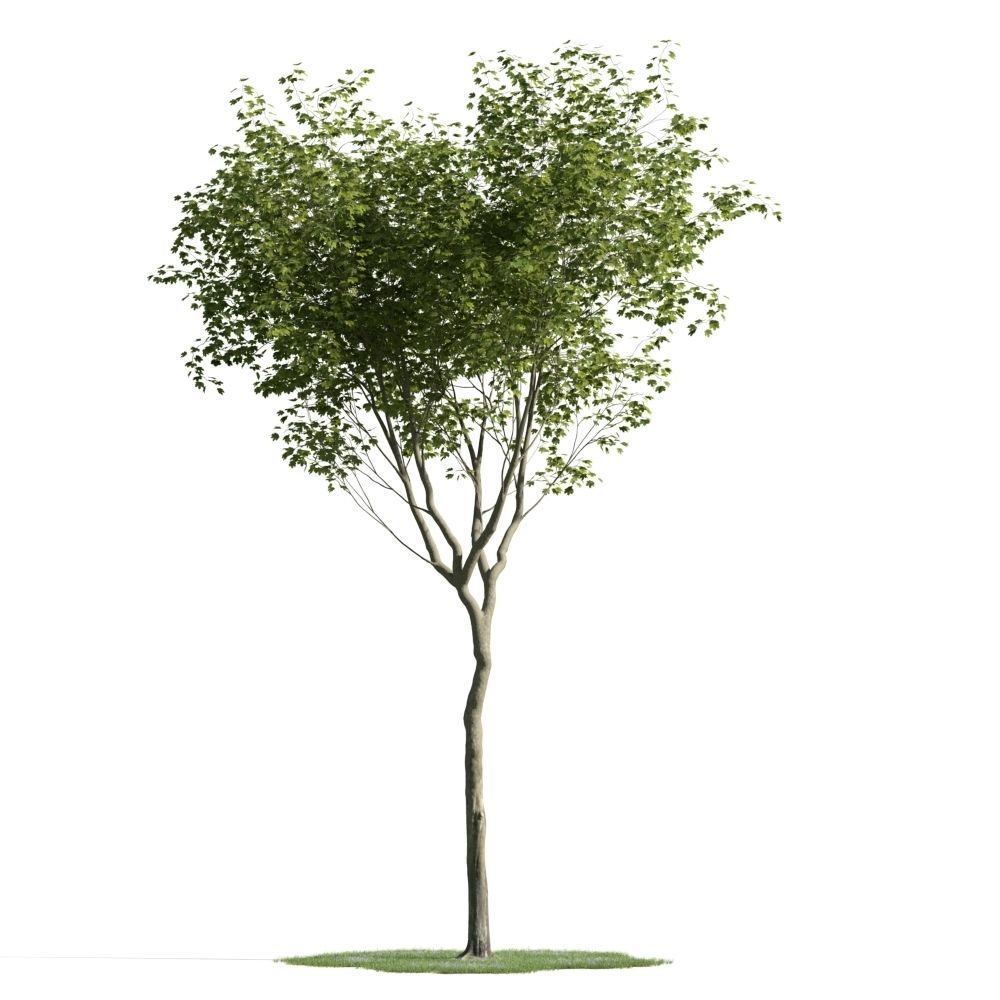 Archmodels vol 163 - high quality trees models 3D model_28