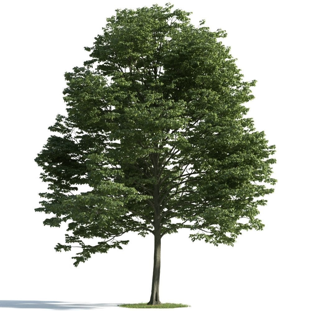 Archmodels vol 163 - high quality trees models 3D model_14