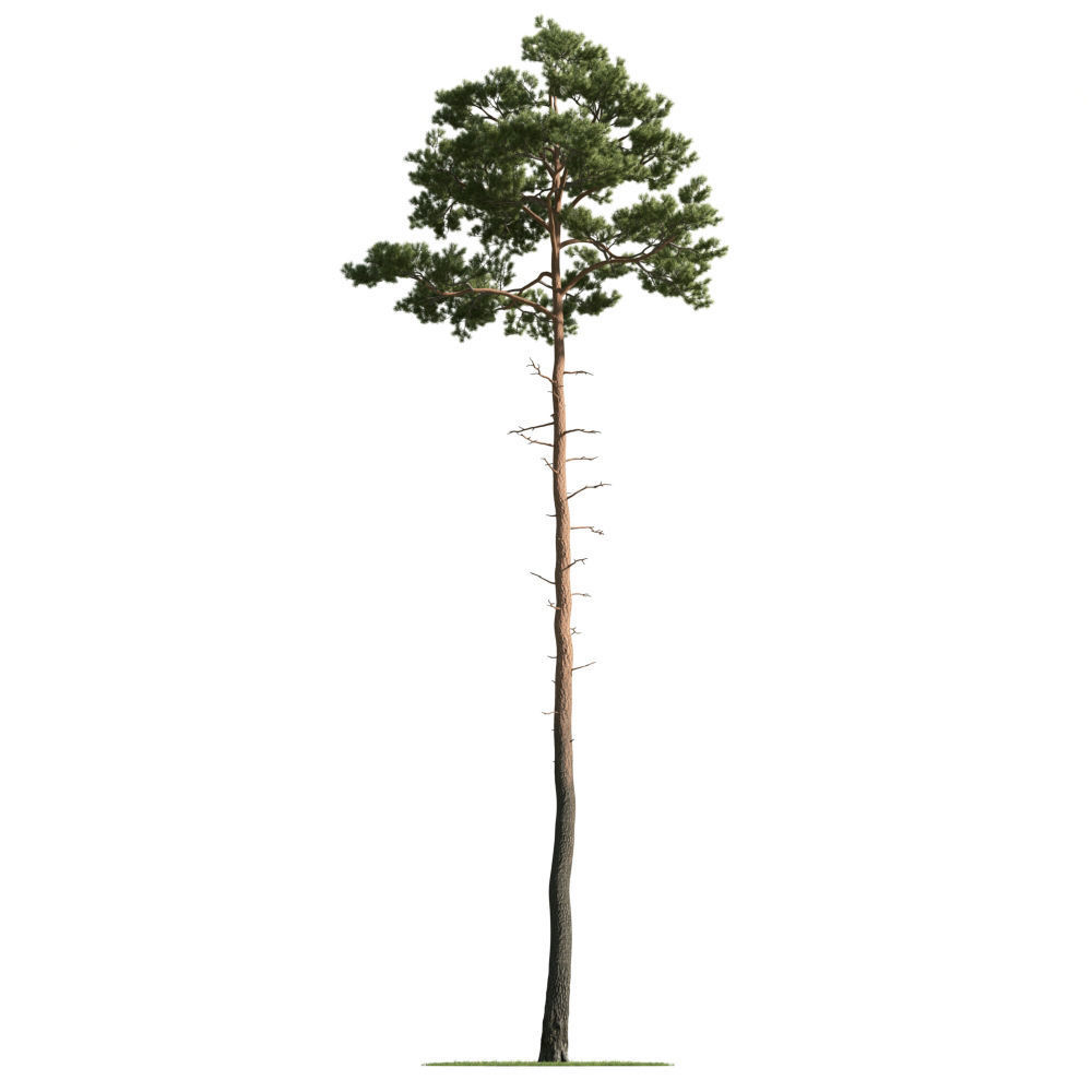 Archmodels vol 163 - high quality trees models 3D model_46