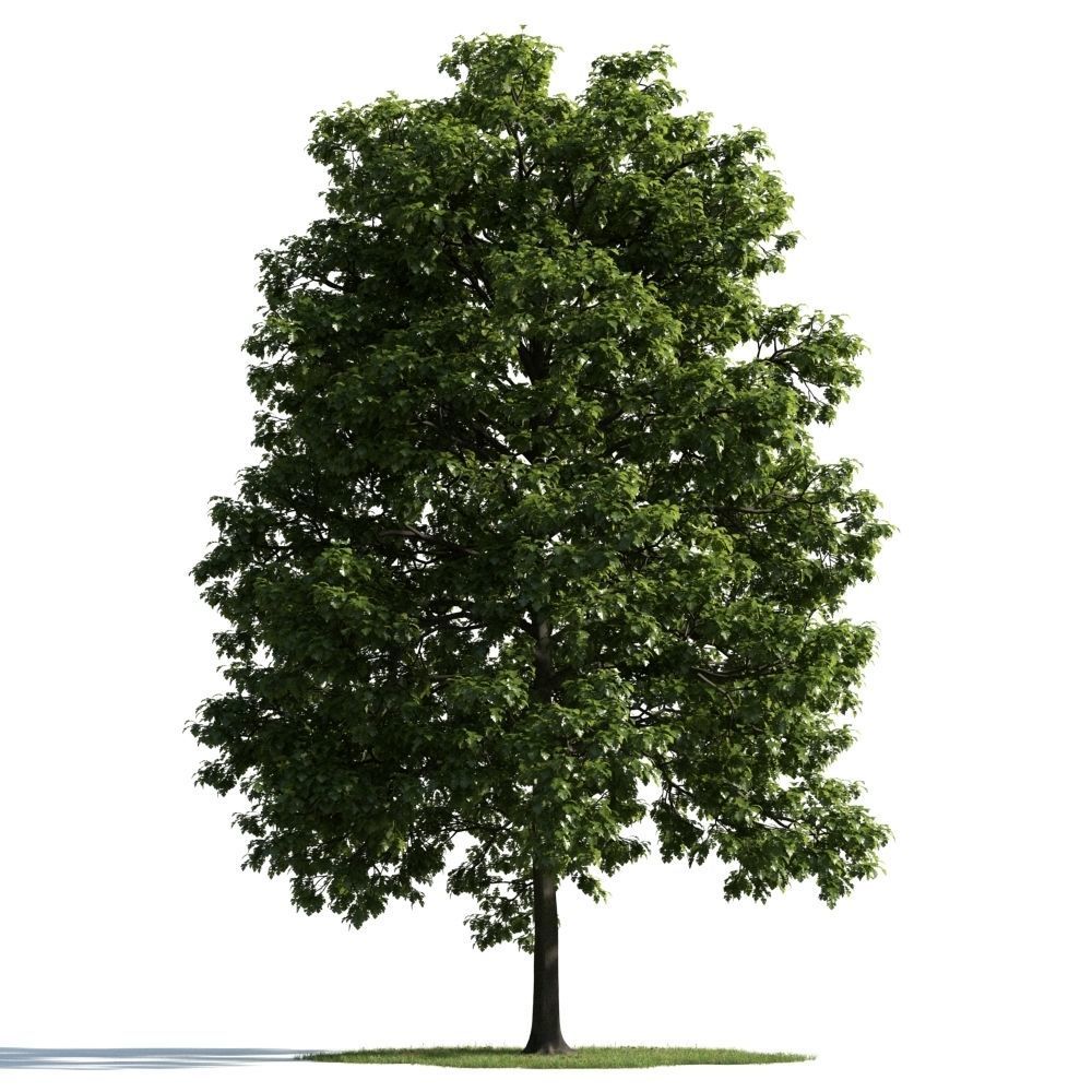 Archmodels vol 163 - high quality trees models 3D model_44