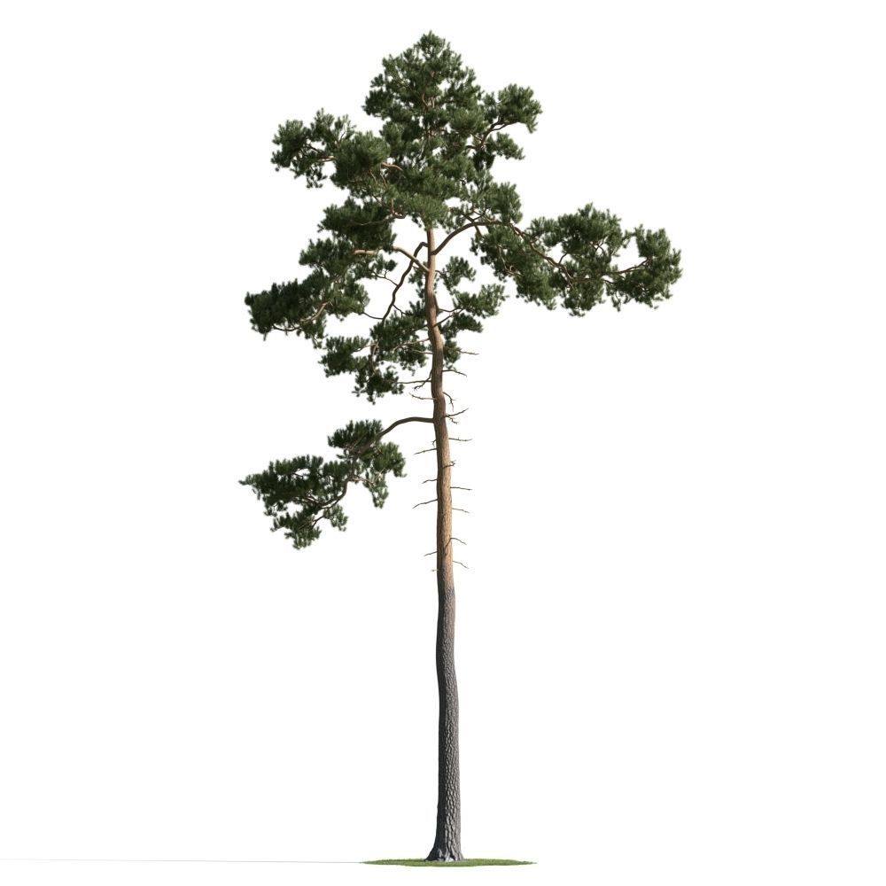 Archmodels vol 163 - high quality trees models 3D model_60
