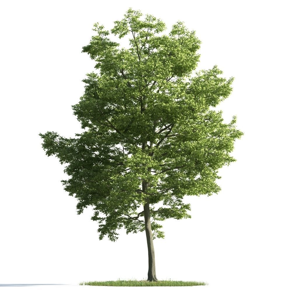 Archmodels vol 163 - high quality trees models 3D model_33