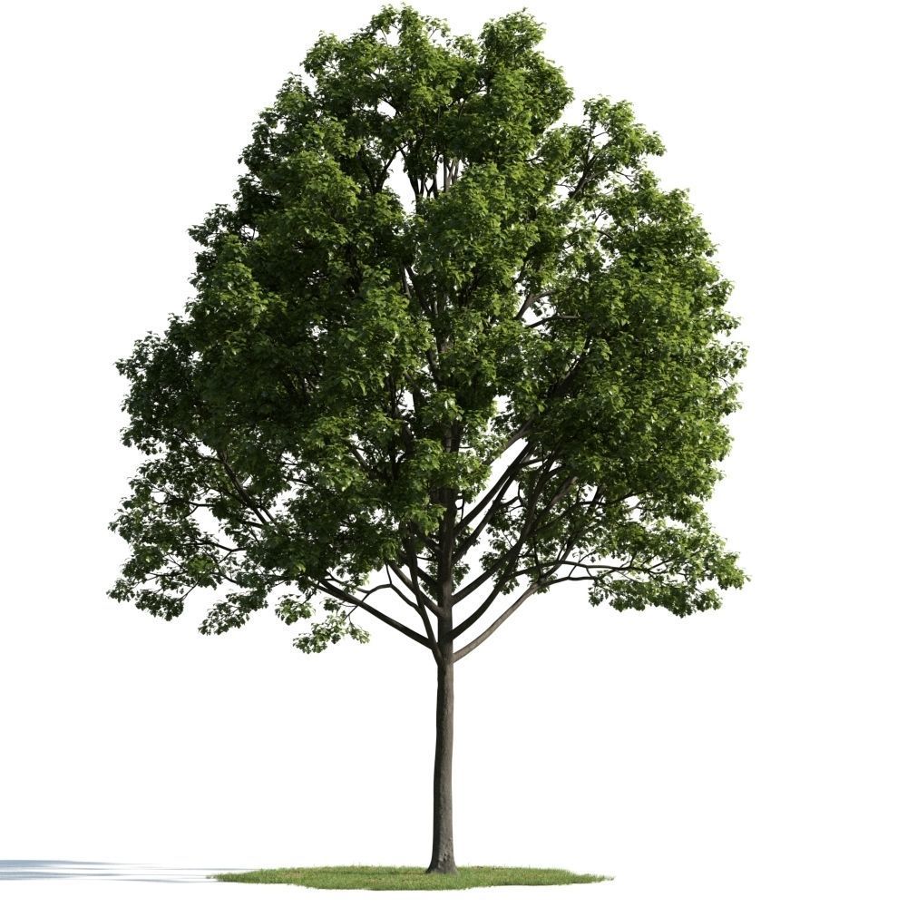 Archmodels vol 163 - high quality trees models 3D model_45