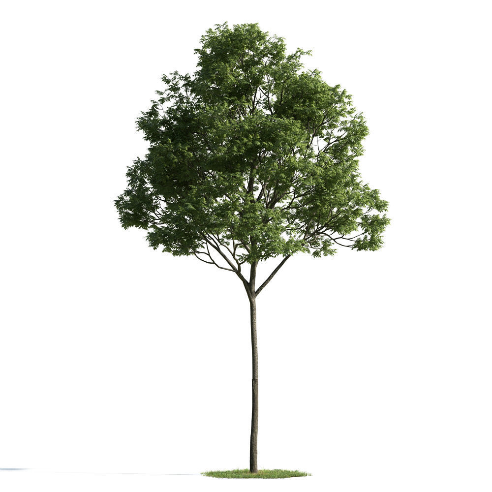 Archmodels vol 163 - high quality trees models 3D model_52