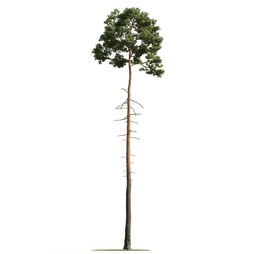 Archmodels vol 163 - high quality trees models 3D model_49