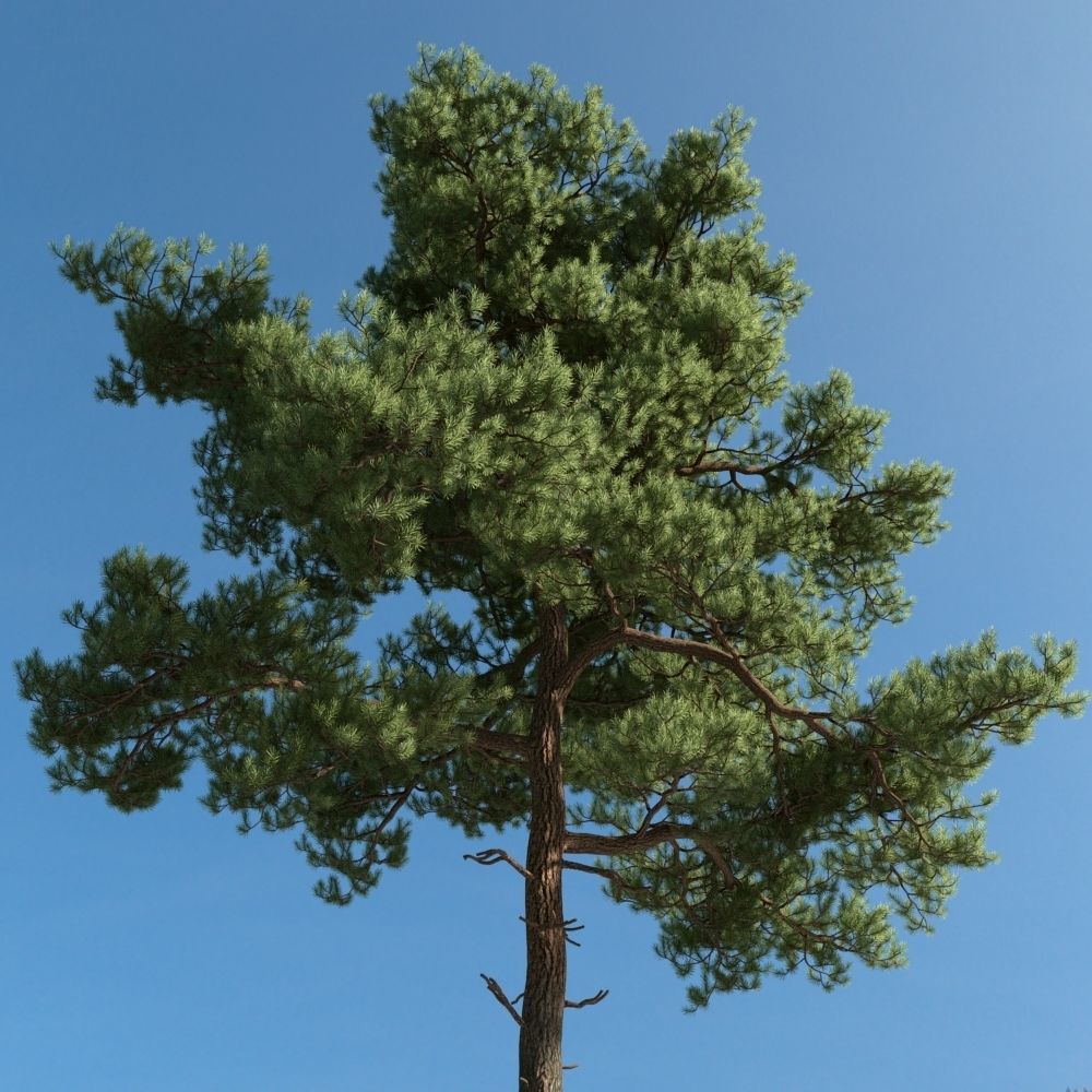 Archmodels vol 163 - high quality trees models 3D model_47