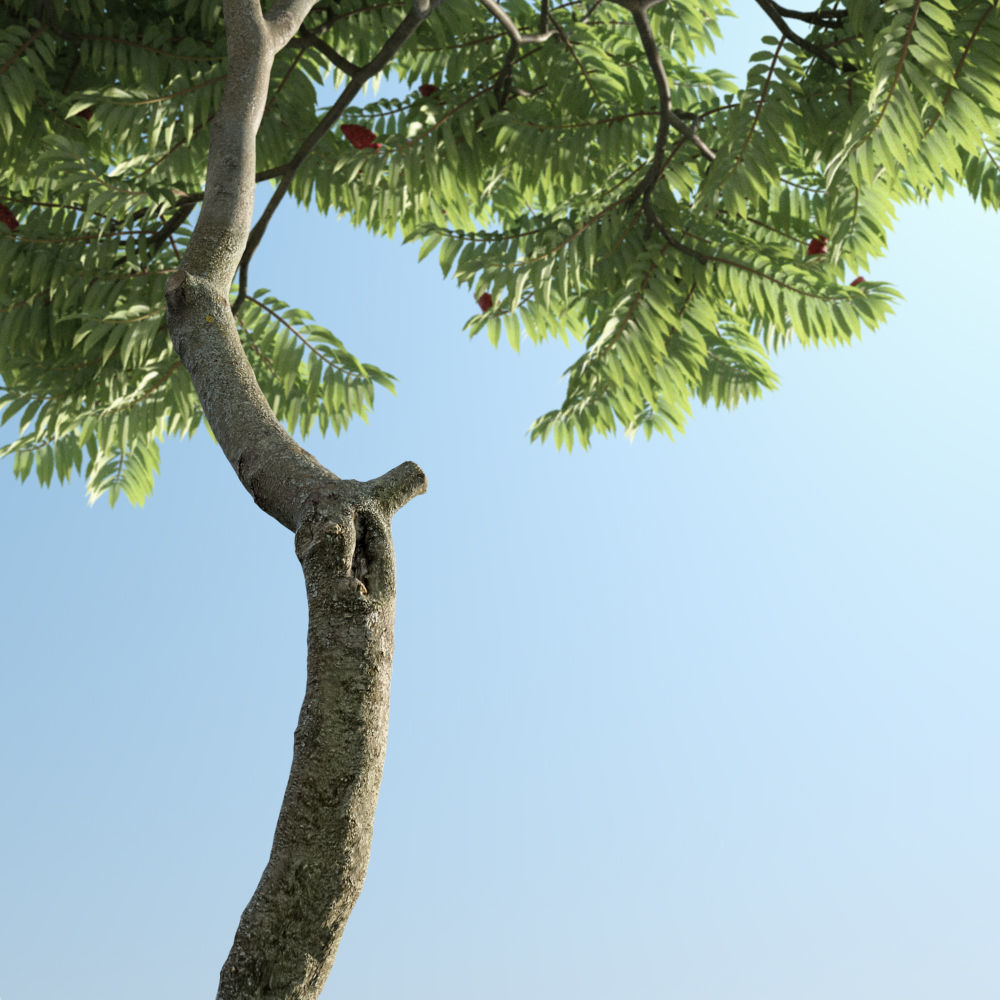 Archmodels vol 163 - high quality trees models 3D model_7