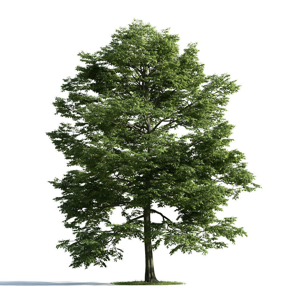 Archmodels vol 163 - high quality trees models 3D model_17