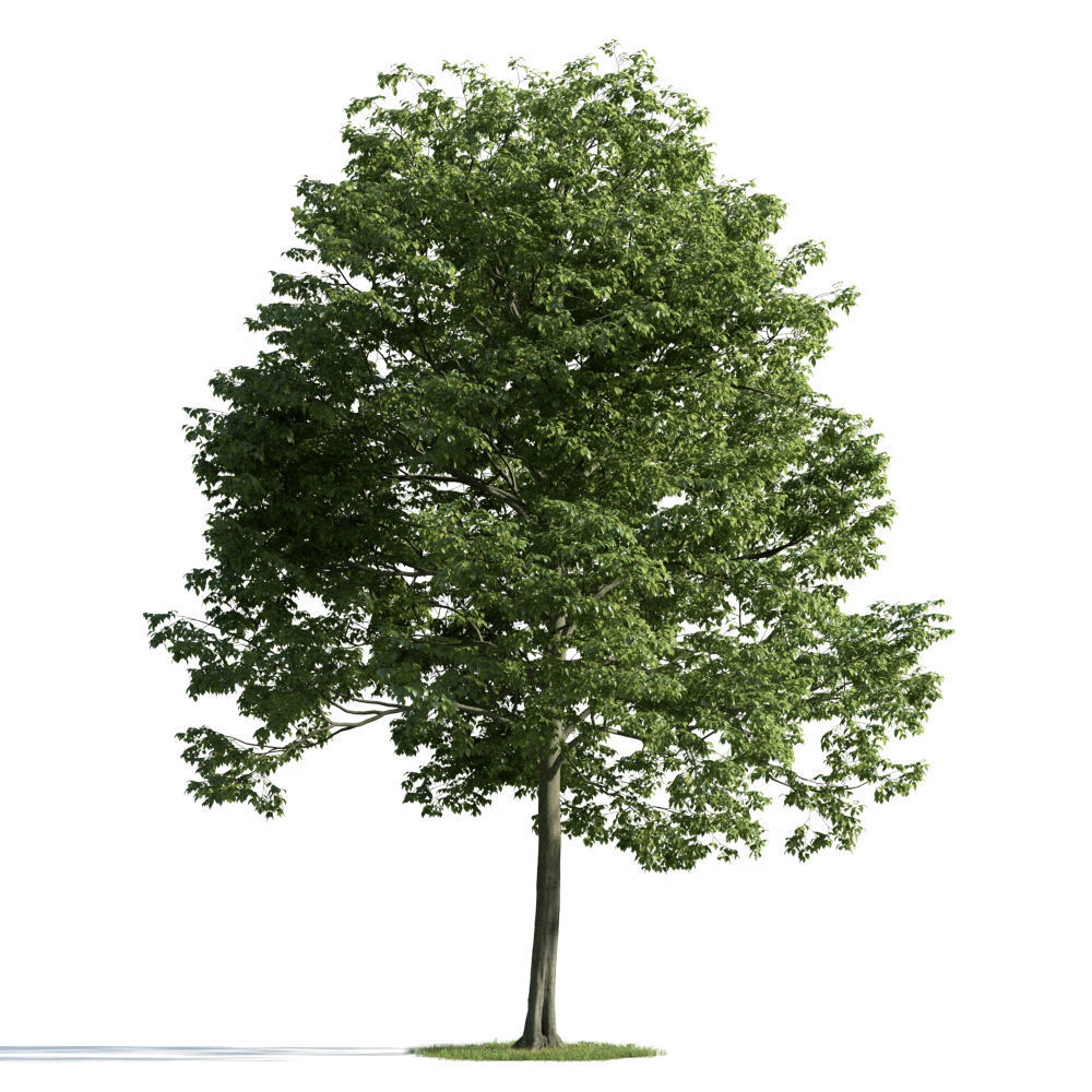 Archmodels vol 163 - high quality trees models 3D model_16