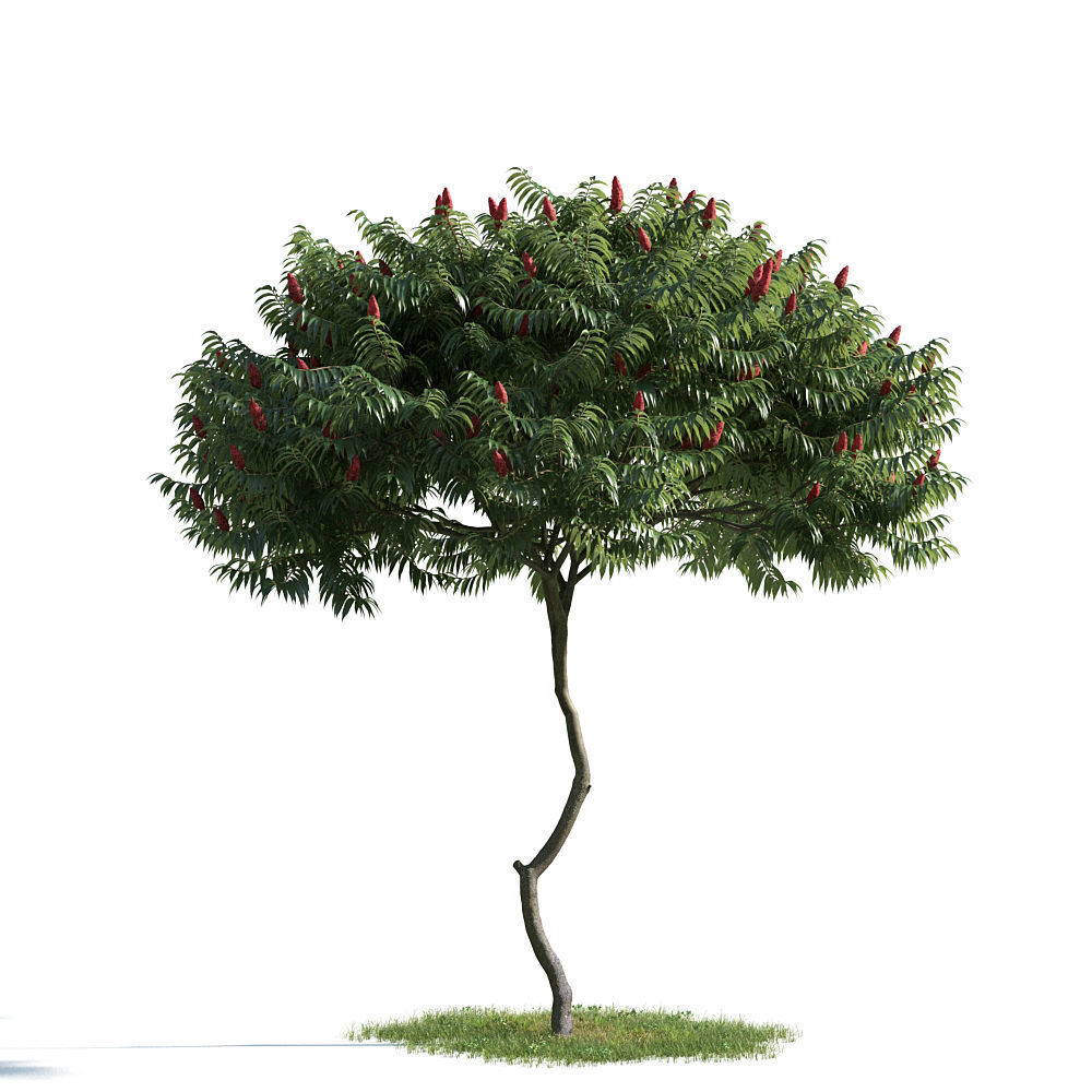 Archmodels vol 163 - high quality trees models 3D model_6