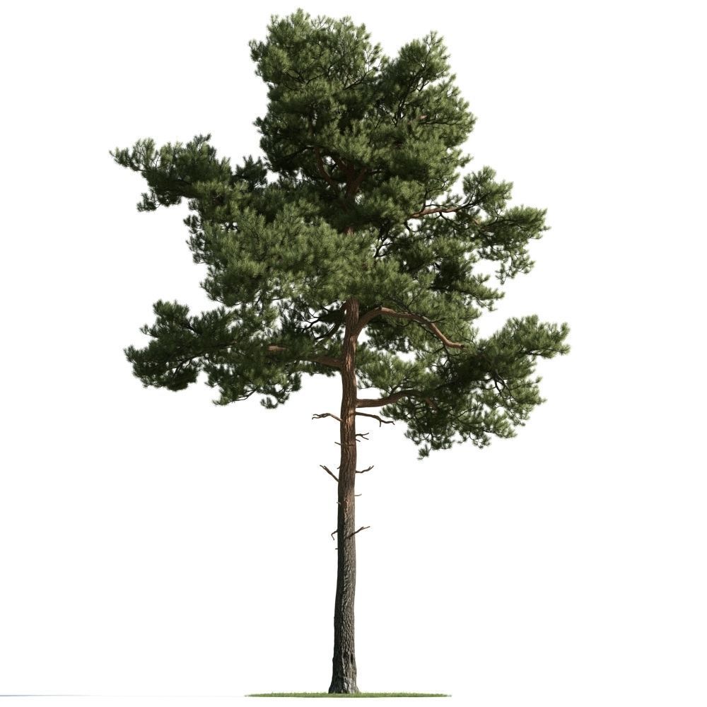 Archmodels vol 163 - high quality trees models 3D model_48