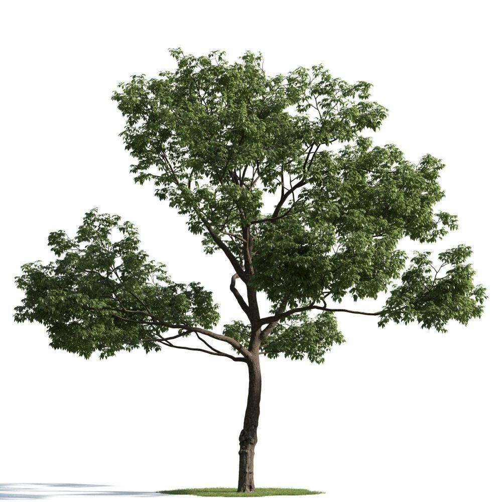 Archmodels vol 163 - high quality trees models 3D model_66