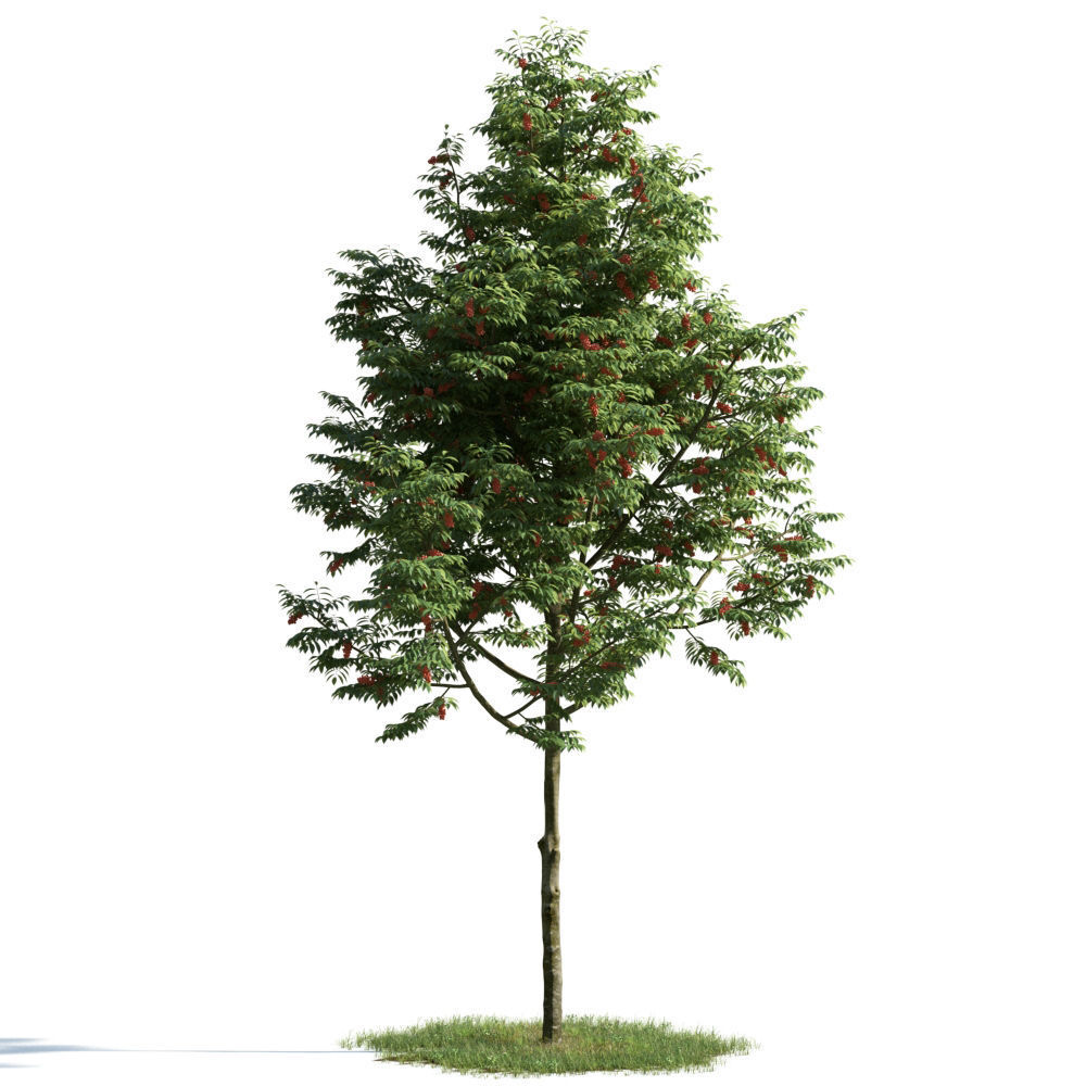 Archmodels vol 163 - high quality trees models 3D model_4