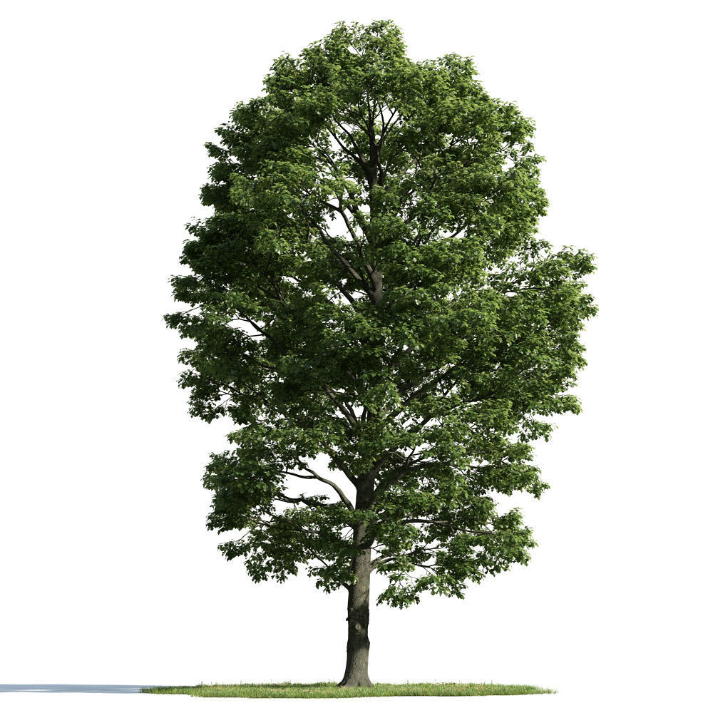 Archmodels vol 163 - high quality trees models 3D model_73