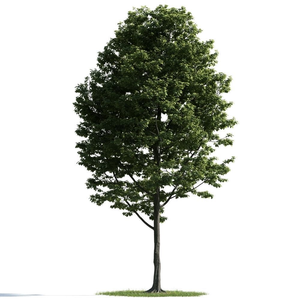 Archmodels vol 163 - high quality trees models 3D model_57