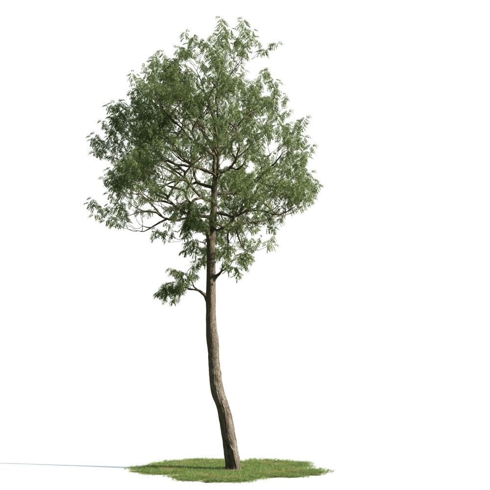 Archmodels vol 163 - high quality trees models 3D model_64
