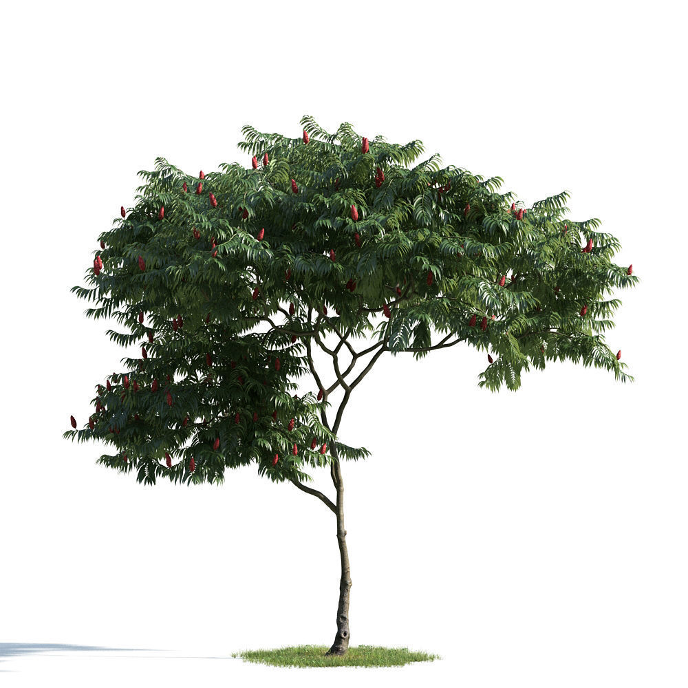 Archmodels vol 163 - high quality trees models 3D model_9