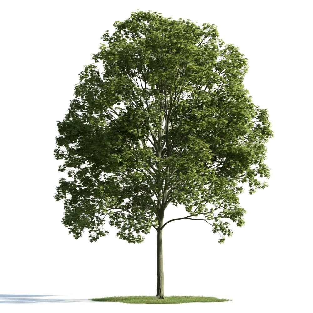 Archmodels vol 163 - high quality trees models 3D model_20