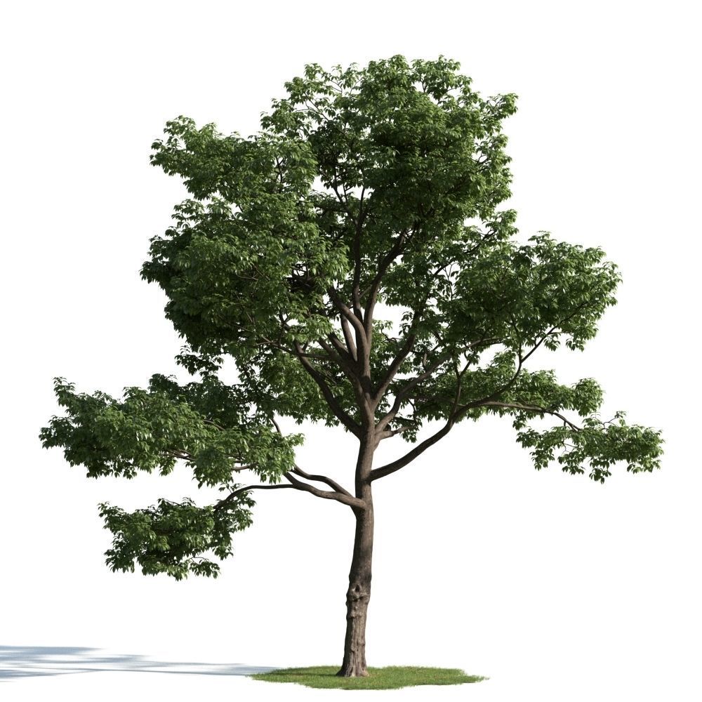 Archmodels vol 163 - high quality trees models 3D model_68