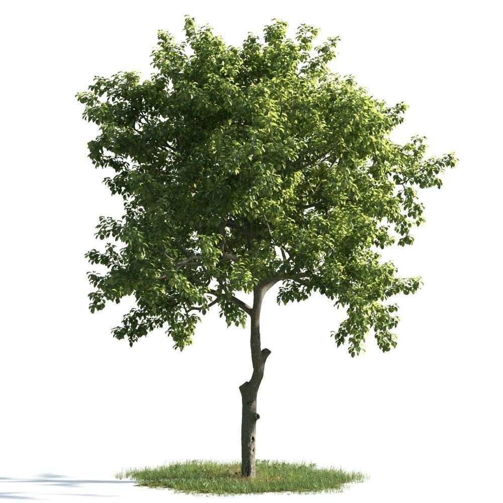 Archmodels vol 163 - high quality trees models 3D model_12