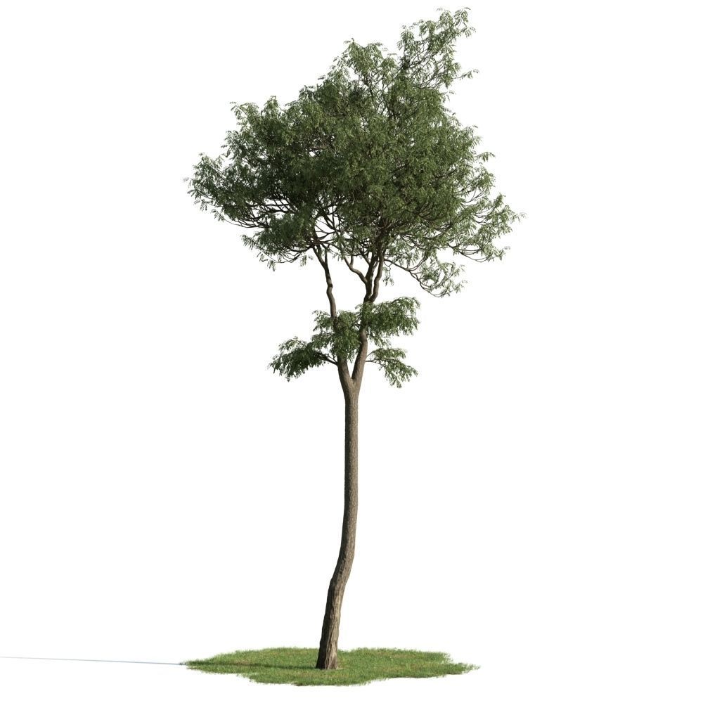 Archmodels vol 163 - high quality trees models 3D model_62