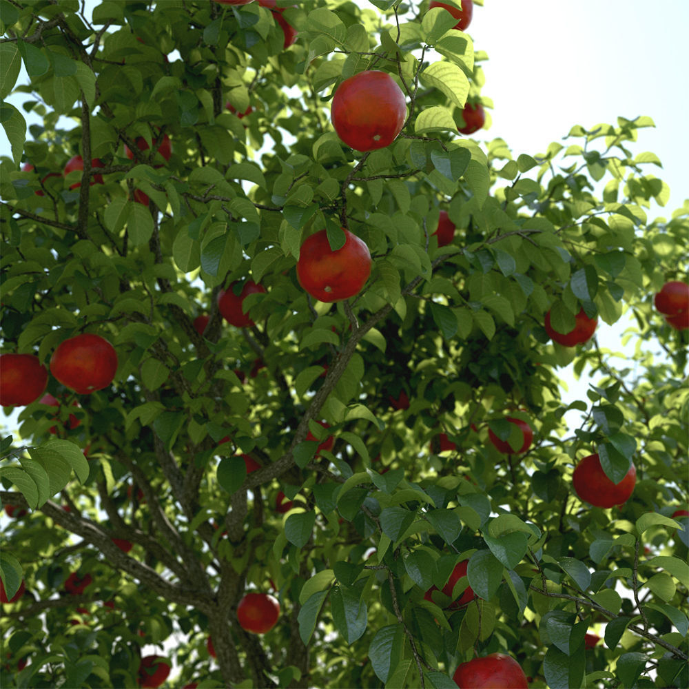 Archmodels vol 163 - high quality trees models 3D model_11