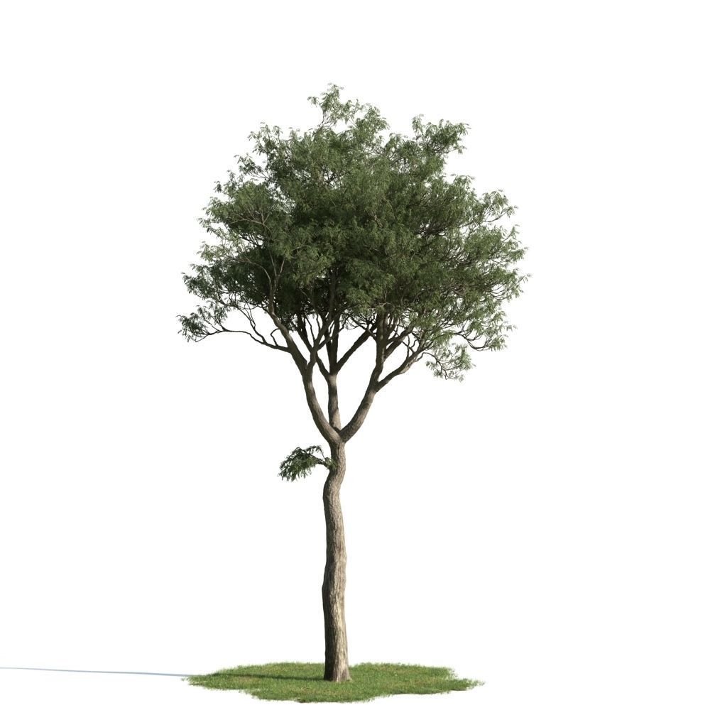 Archmodels vol 163 - high quality trees models 3D model_65