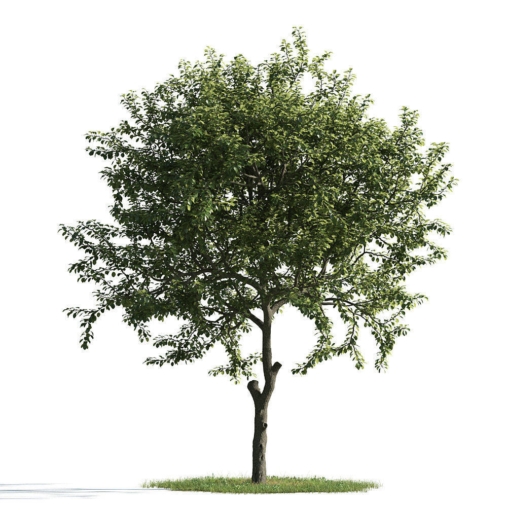 Archmodels vol 163 - high quality trees models 3D model_10
