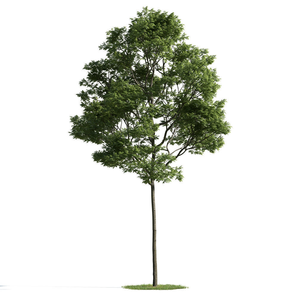 Archmodels vol 163 - high quality trees models 3D model_50