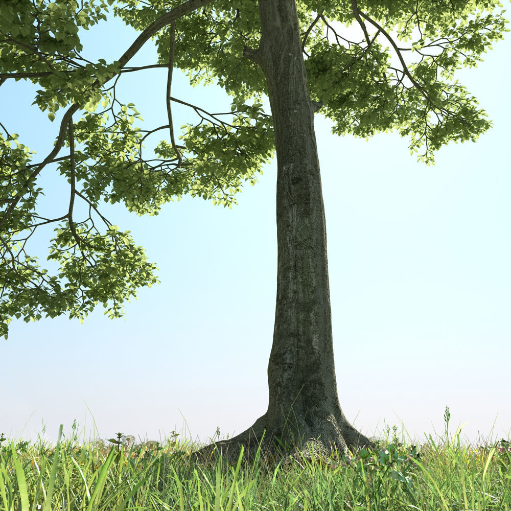 Archmodels vol 163 - high quality trees models 3D model_31