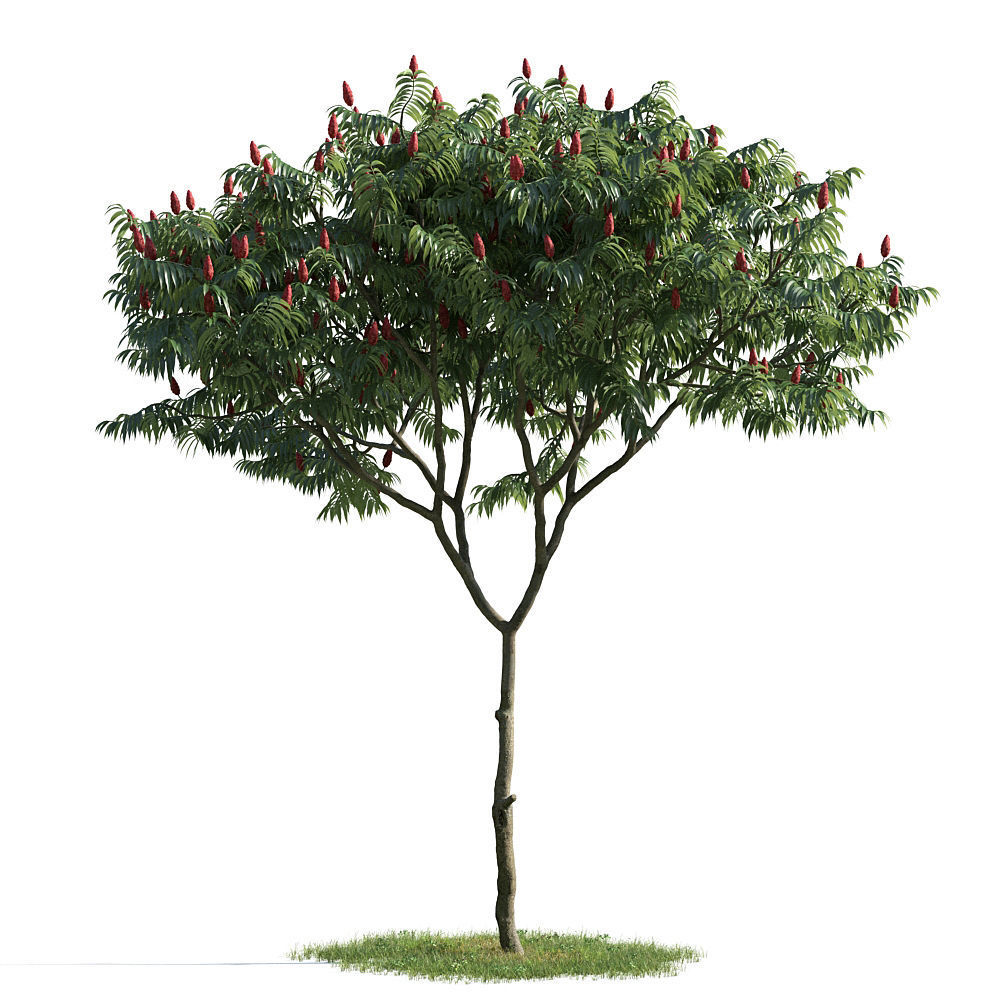 Archmodels vol 163 - high quality trees models 3D model_8