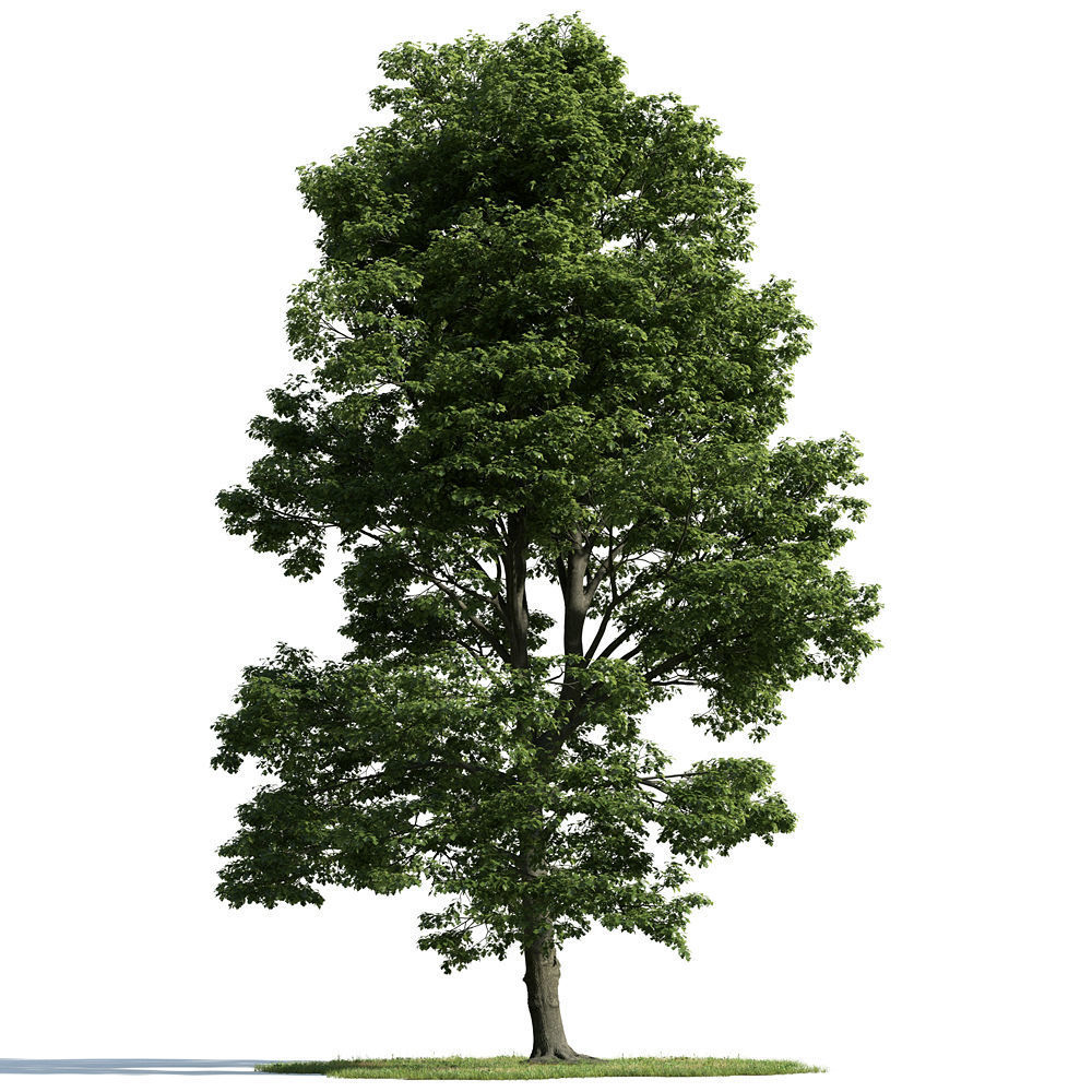 Archmodels vol 163 - high quality trees models 3D model_70