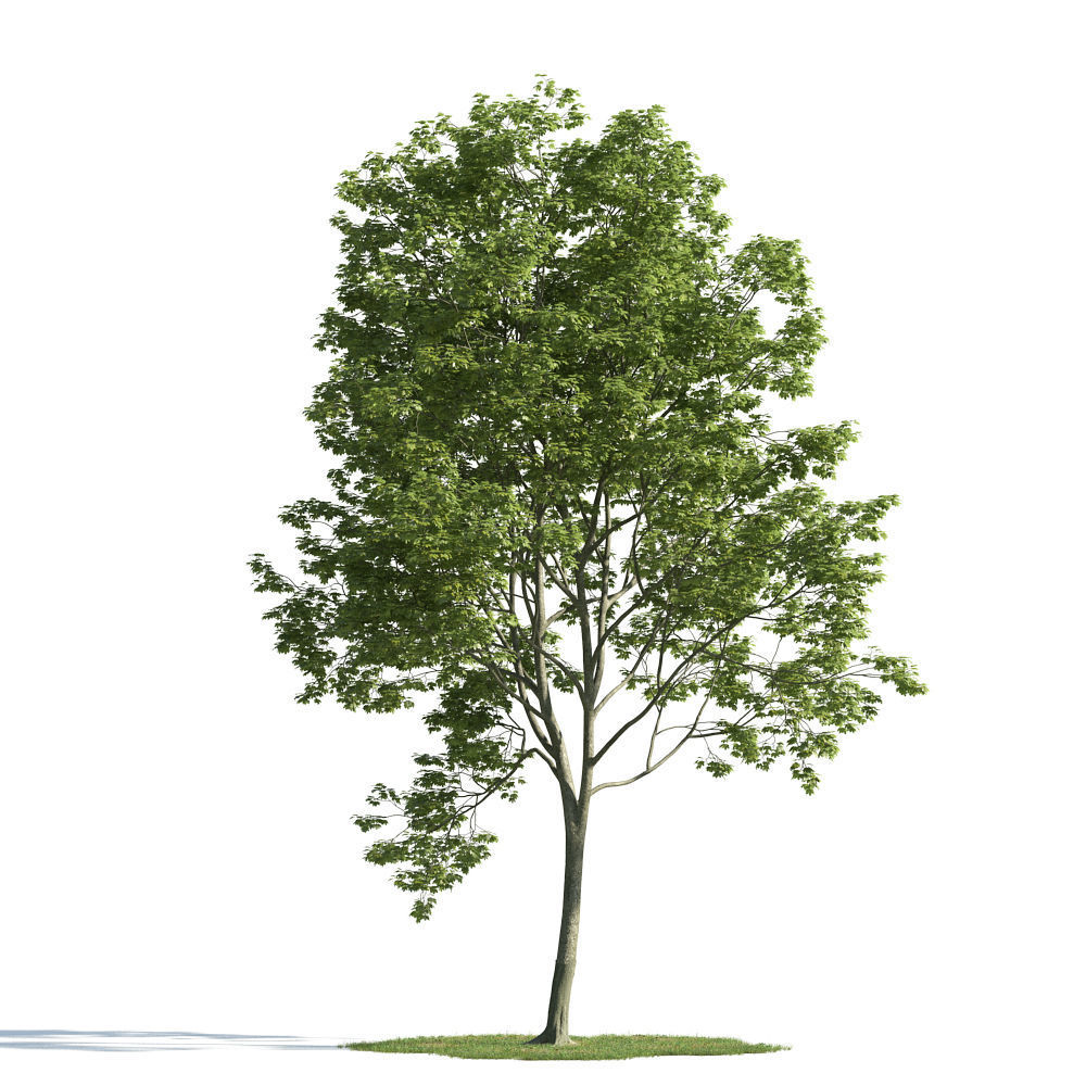 Archmodels vol 163 - high quality trees models 3D model_18