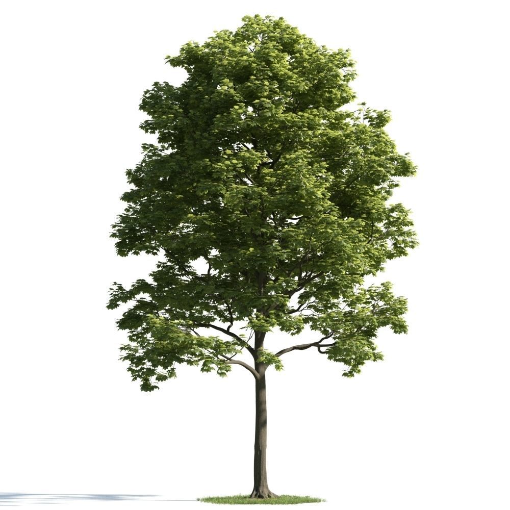 Archmodels vol 163 - high quality trees models 3D model_38