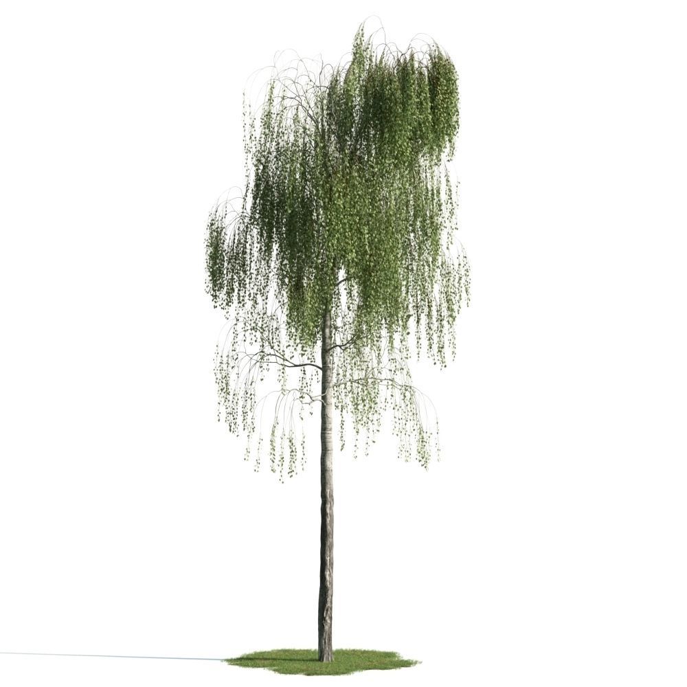 Archmodels vol 163 - high quality trees models 3D model_22
