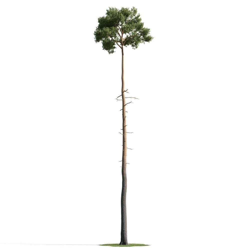 Archmodels vol 163 - high quality trees models 3D model_58