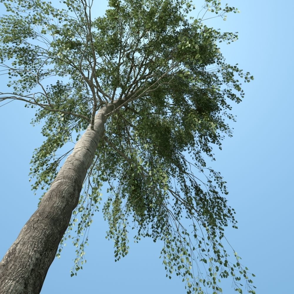 Archmodels vol 163 - high quality trees models 3D model_23