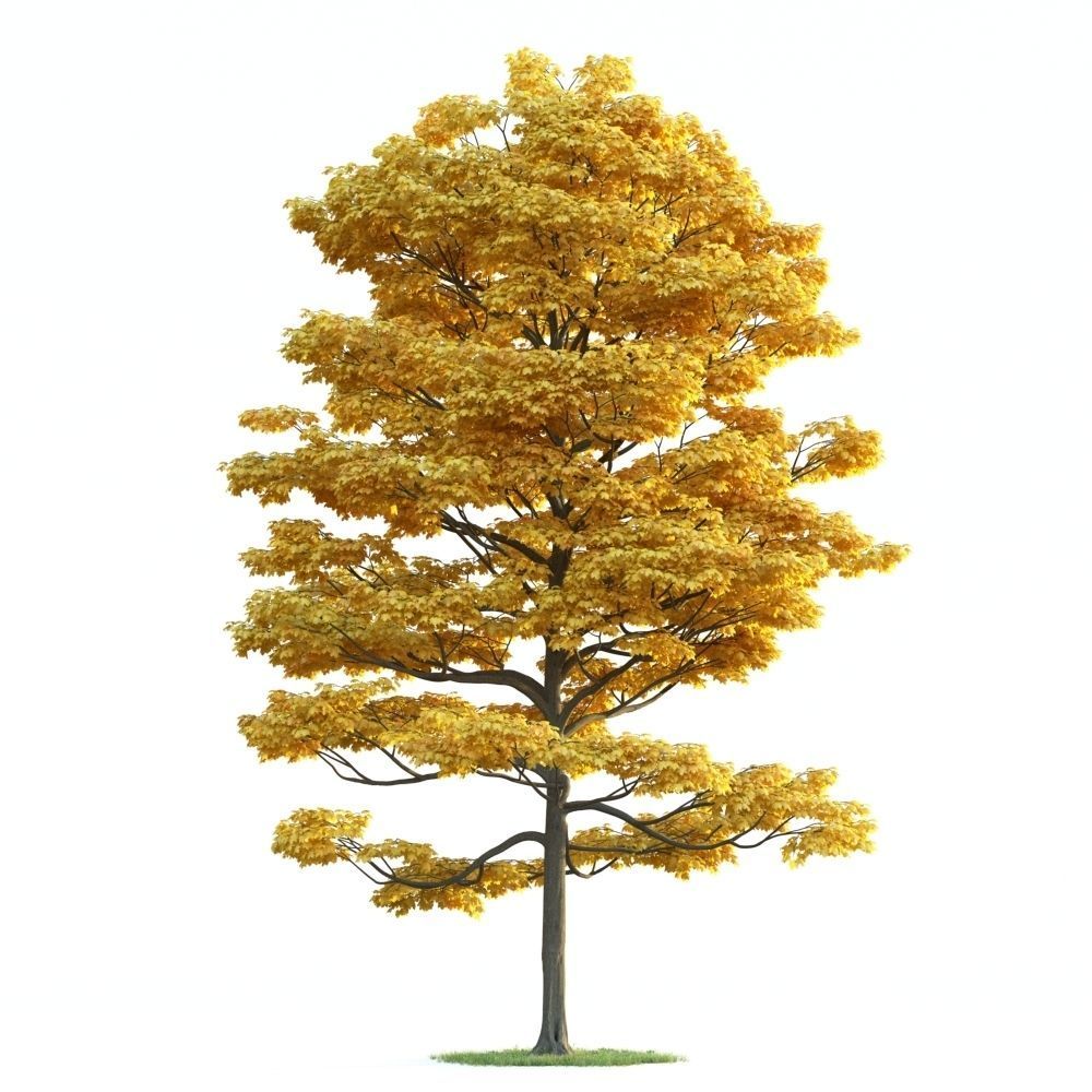Archmodels vol 163 - high quality trees models 3D model_41