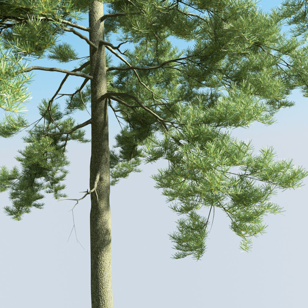 Archmodels vol 163 - high quality trees models 3D model_35