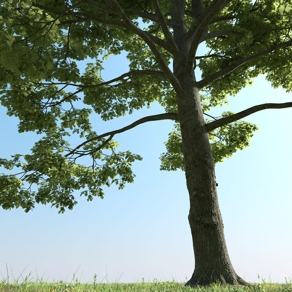 Archmodels vol 163 - high quality trees models 3D model_71