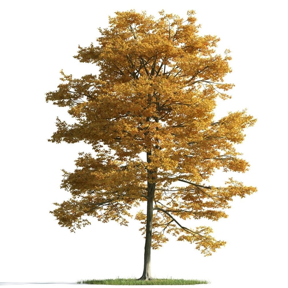 Archmodels vol 163 - high quality trees models 3D model_32