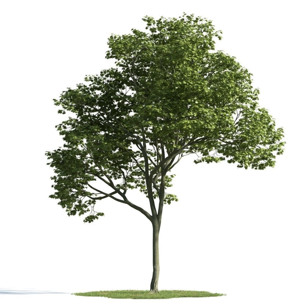 Archmodels vol 163 - high quality trees models 3D model_21