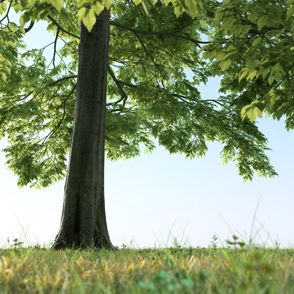 Archmodels vol 163 - high quality trees models 3D model_15