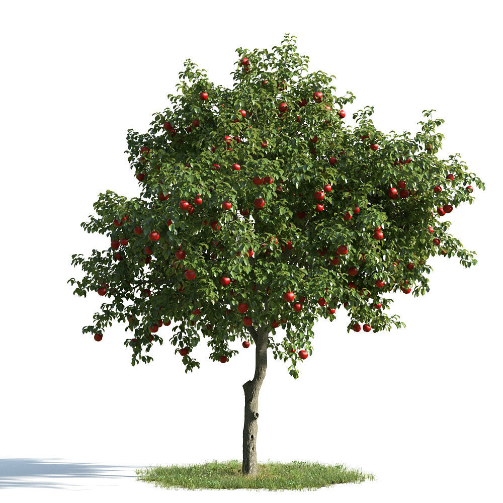 Archmodels vol 163 - high quality trees models 3D model_13