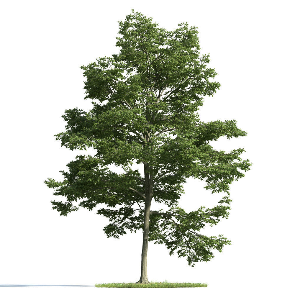 Archmodels vol 163 - high quality trees models 3D model_30