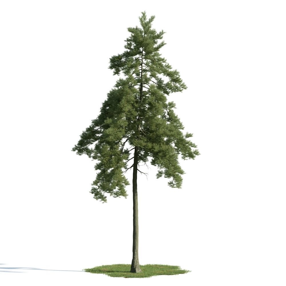 Archmodels vol 163 - high quality trees models 3D model_36