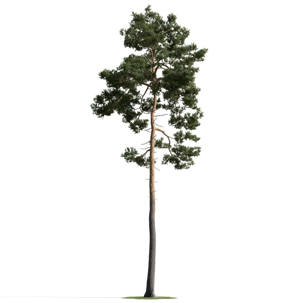 Archmodels vol 163 - high quality trees models 3D model_61