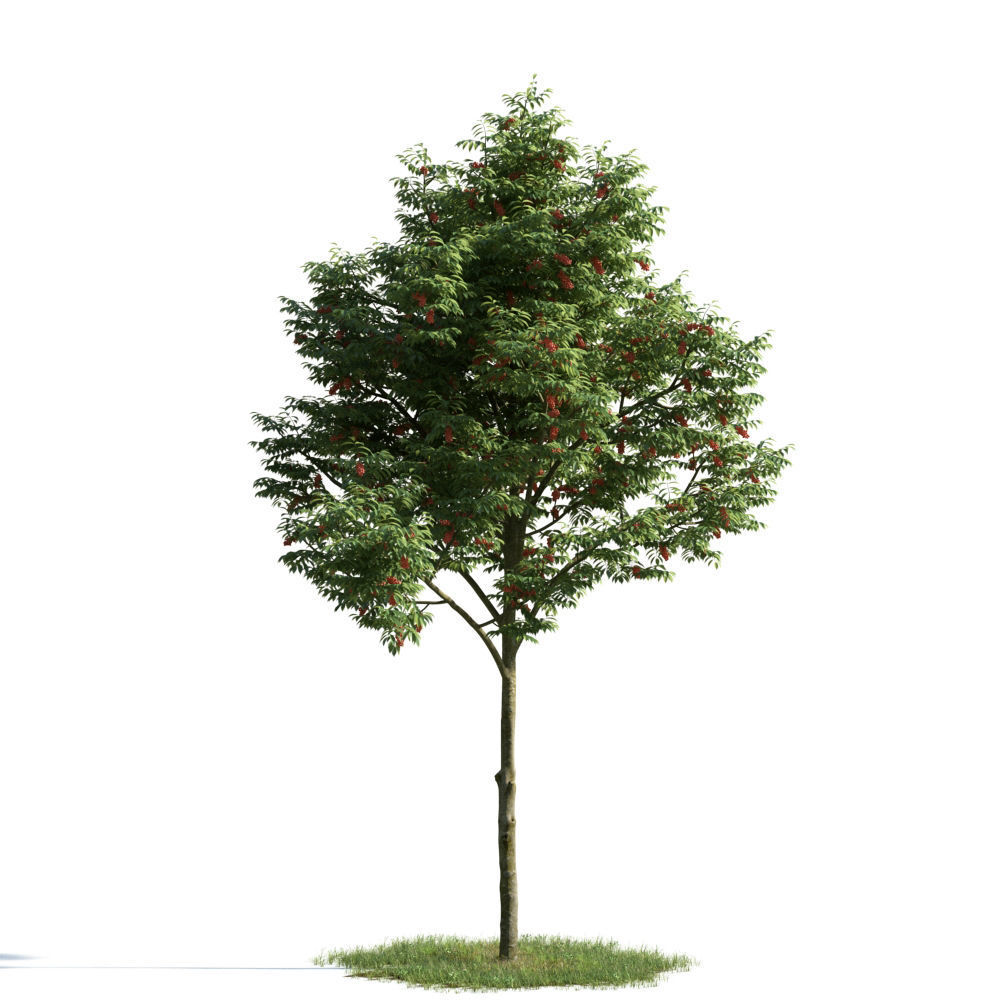 Archmodels vol 163 - high quality trees models 3D model_5